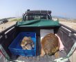 שני צבי ים הושבו חזרה לביתם בחוף ניצנים - צפו בוידאו