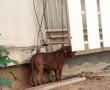 בעקבות אירוע ההתעללות בכלב בשבת - הפגנת תושבים הערב נגד התעללות בבע"ח