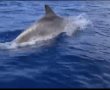 להקת דולפינים תועדה מול חופי אשדוד (וידאו)