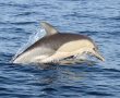 משחה במים פתוחים להעלאת המודעות לדולפינים