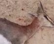 כלב אמסטף הרג צבי בפארק האקולוגי באשדוד (וידאו)