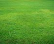 דשן לבניית מדשאה איכותית - איך לבחור נכון?