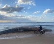 לוויתן ענק בגודל 10 מטרים נפלט לחוף ניצנים