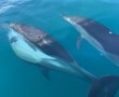 תיעוד מרהיב של להקת דולפינים בין אשדוד ואשקלון - נמצאים בתקופת הרבייה