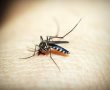 חשש כבד מהתפרצות מכת יתושים בעיר