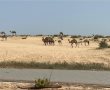 צפו: אורחת גמלים הגיעה לביקור בדיונה באשדוד (וידאו)