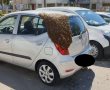 צפו: נחיל דבורים התפשט על רכבים ברובע ו'