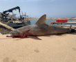 כריש סנפירתן נמצא מת בבריכת הקירור בתחנת הכח אשכול באשדוד