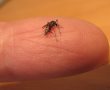 יתוש הטיגריס האסייתי נצפה באשדוד - ידוע כמעביר מחלות 