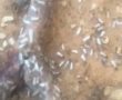 אחרי הגשם הראשון - מכת נמלים מעופפות וטרמיטים באשדוד (וידאו)
