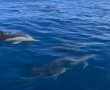 צפו: להקת דולפינים ביקרה בסמוך לחופי אשדוד (וידאו)