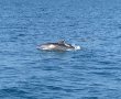 משחה הדולפין באשדוד יוצא לדרך