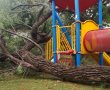 עץ נפל בגן ילדים כתוצאה מהרוחות העזות - בנס לא קרה אסון