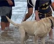 מצילים בחוף אשדוד הצילו כלב מטביעה