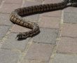 החום הוציא את הנחשים - נחש צפע נלכד ברחוב ברובע ח'