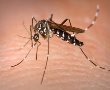 יתוש הטיגריס האסייתי הגיע לאשדוד 